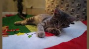 Davidsville Pet Resort