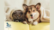 Prestige Pet-Sitting Agencies