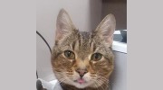 Cozy Cat Veterinary Hospital