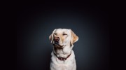 Bark To Barn Pet & Farm Sitting
