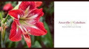 Amaryllis Bulb