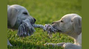 Pampered Pets & Plants