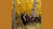 Rising K Ranch