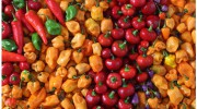 Mi Oaxaca Market