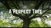 aPerfectTree