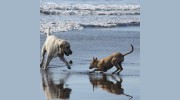 Oakland Pet Care