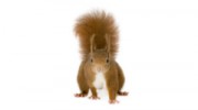 Forsyth Wildlife