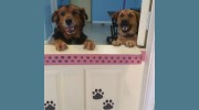 Pawfection Dog Grooming Salon