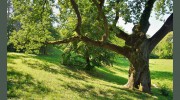 Danka Tree Care