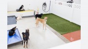 Stay. Dog Daycare & Boarding