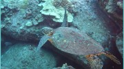Aloha Hawaiian Properties