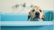 Dog-a-holick