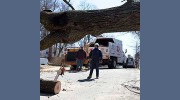Fast Tree Removal Services