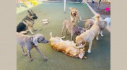 Glendale Dogs 24/7