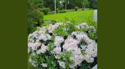 Hampden Floral