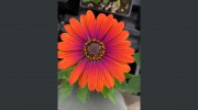 Klettlinger Greenhouse