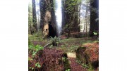 The Healing Woods
