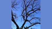 Top Notch Tree Care