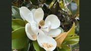 Magnolia Grove Monastery