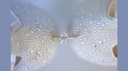 Norah Burrows Photography