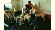 Pour La Pooch