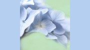 Ali Bleu Flowers & Gifts