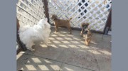 B-B's Dogboarding Service