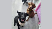 Wags & Wiggles