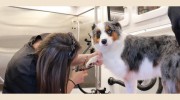 Uptown Pooch Mobile Dog Groomer