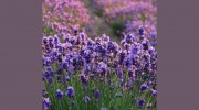 The Lavender Lady