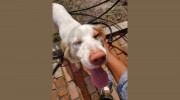 Home Alone Pet Service