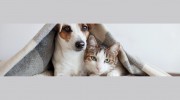Emergency Veterinary Clinic