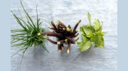 Andrea Meyer Catering
