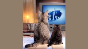 T's Pet Sitting Service