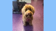 Pawz Spa Grooming