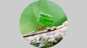 Commando Pest Control & Trappers