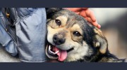 Wishbone Pet Care