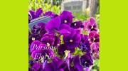 Parsons Florist