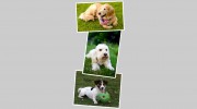 Lakeview Kennels