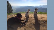 Run & Done Walks