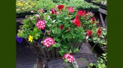 Garden Magic