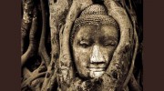Green Roots Acupuncture & Apothecary