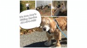 Amy's Pet Sitting/Walking Service