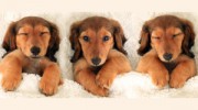 The Pet Salon