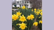 The Dandelion