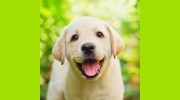 Sweet Walks VIP Pet Care Beverly Hills