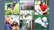 Clixworld Inn Dog Boarding