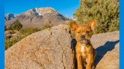 Yorba Linda Pet Care Center