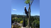Rogue Valley Tree Care