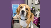 Sirius Pet Styling